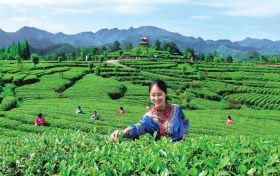 官宣！漢中市茶旅融合精品線路發(fā)布縮略圖