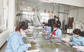 寧強(qiáng)春茶抽檢合格率100%縮略圖 寧強(qiáng)春茶抽檢合格率100%縮略圖
