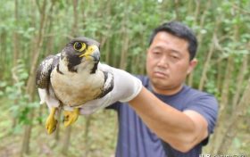 寧強(qiáng)成功救治國家二級(jí)重點(diǎn)保護(hù)動(dòng)物游隼縮略圖