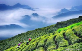 綜合產(chǎn)值超300億元！漢中成為西北地區(qū)最大的茶產(chǎn)業(yè)生產(chǎn)基地縮略圖