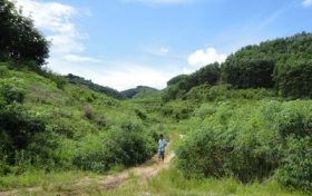 村民反映野豬經(jīng)常出沒糟蹋莊稼，回應(yīng)：8戶農(nóng)戶受災(zāi)，將定損賠付縮略圖