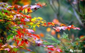 流金溢彩，秋色秘境，佛坪漫山紅葉已上線~縮略圖