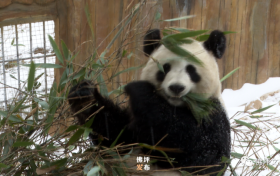 滿地撒歡打滾兒！佛坪大熊貓雪中“賣萌”根本停不下來！縮略圖