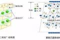 應(yīng)對(duì)新冠要囤蒙脫石散？專家：備一兩盒正常，但未必是止瀉首選縮略圖