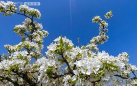 央視點贊漢中這條賞花線路→縮略圖