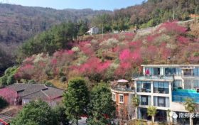 漫山梅花競(jìng)相綻放 大河坎鎮(zhèn)漢群村首屆梅花節(jié)開幕縮略圖