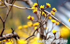 漢中佛坪：春光明媚 花影婆娑 不負(fù)好時(shí)光縮略圖