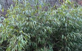 首次！佛坪人工竹林引來(lái)野生大熊貓！縮略圖