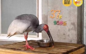 破紀(jì)錄！全球最長壽朱鹮平平37歲啦！縮略圖