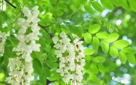 采擷春天的“珍饈野菜”，快來佛坪一飽口福吧！縮略圖
