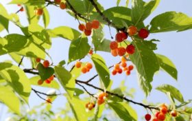 留壩櫻桃紅了！初夏的味道m(xù)in甜！縮略圖