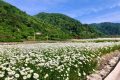 花都開(kāi)好了，來(lái)佛坪邂逅白色浪漫！縮略圖