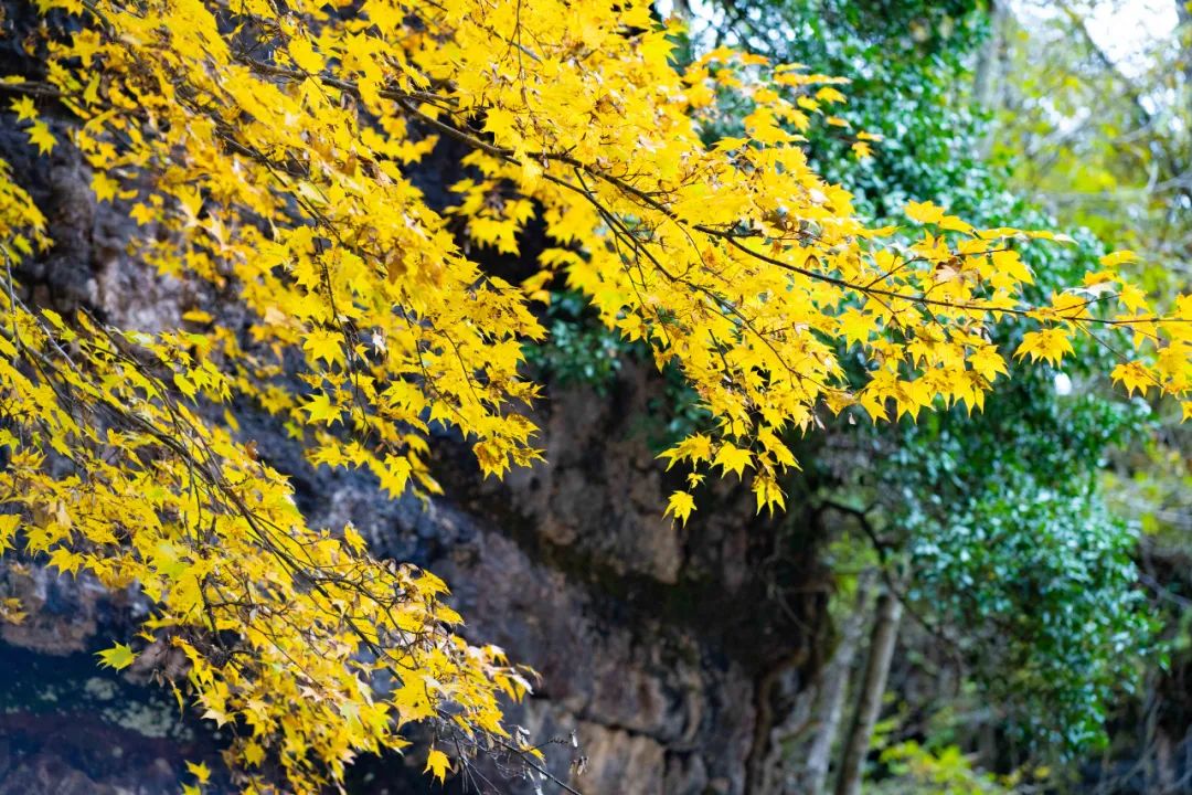 10月1日，漢中黎坪景區(qū)秋高氣爽、景色秀美，還不擁擠，趕緊出發(fā)嘍！