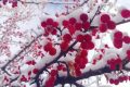 宛若仙境！漢臺景區(qū)絕美雪景上線縮略圖