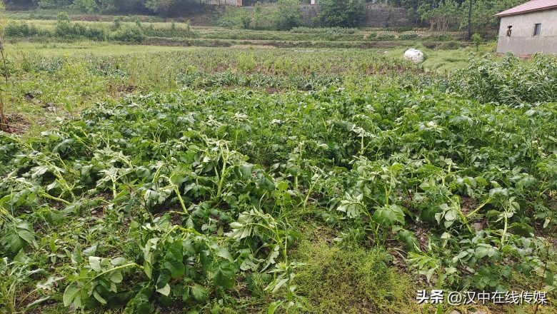 5月7日，漢中市寧強(qiáng)縣突降暴雨及冰雹部分區(qū)域莊稼受損嚴(yán)重插圖3