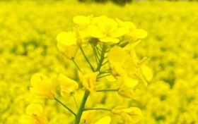 漢中油菜花節(jié)交響音樂會3月中旬啟動！地點→縮略圖