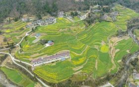 油菜、小麥、茶葉、花期果園低溫凍害風(fēng)險預(yù)警縮略圖