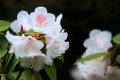 全民免門票2天，黎坪已備好山水盛宴，待君赴約！縮略圖