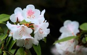 全民免門票2天，黎坪已備好山水盛宴，待君赴約！縮略圖