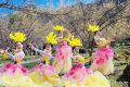 3月22日，王家灣村，茱萸花海踏春游活動(dòng)來啦！縮略圖
