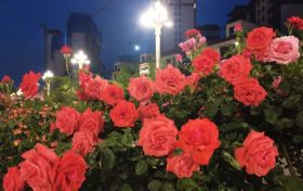 免費欣賞！漢中這條路美成了莫奈花園！轉(zhuǎn)角遇見一城芳華縮略圖