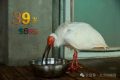 生于洋縣，全球最長(zhǎng)壽朱鹮39歲了！縮略圖