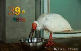 生于洋縣，全球最長壽朱鹮39歲了！縮略圖