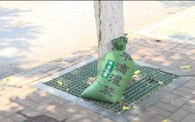 漢中街頭行道樹集體“穿馬甲”！啥門道？縮略圖