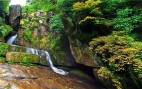 漢臺區(qū)關(guān)于加強(qiáng)鳥類等野生動植物保護(hù)的通告縮略圖